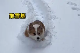 “东北下雪天怎么遛狗？狗子：算了回家吧我不用遛~”视频封面