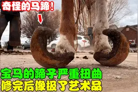 马儿的蹄子长得奇形怪状，紧急修蹄过程舒适又解压！