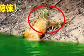 男子河边拍照，发现这毛骨悚然的生物爬出，走近一看丢掉相机就跑视频封面