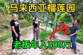 在马来西亚榴莲园吃榴莲，极品猫山王白菜价，老板一年赚300万视频封面