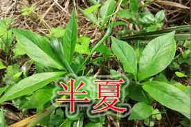 蛇形状植物“半夏”，号称“毒蛇克星”，谨慎小心有毒莫误食视频封面