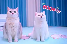 家里进了坏人，看两只小猫咪智斗歹徒视频封面