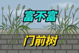 “富不富，门前树”，家里栽上5种树，富贵吉祥，子孙后代富视频封面