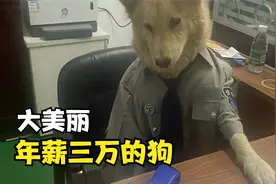 年薪三万还有带薪产假的狗，大美丽！她居然还有存款