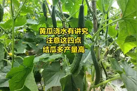 黄瓜浇水有讲究，注意这四点，结瓜多产量高视频封面