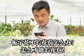 栀子花不长花苞怎么办？怎么才能长花苞！视频封面