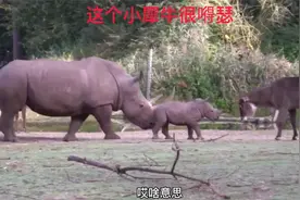 自信来源于身后的小犀牛！