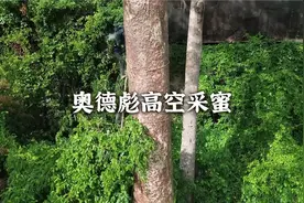奥德彪冒着被摔成照片的风险在40米的高空采蜜#奥德彪#命运蕉响曲视频封面