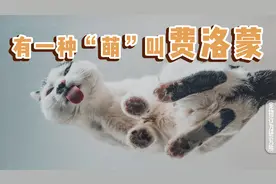 实验来了｜费洛蒙产品真的能改善猫咪的问题行为吗？