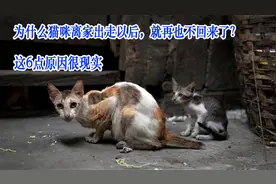 为什么猫咪离家出走以后，就再也不回来了？这6点原因很现实