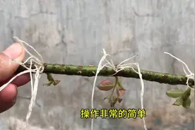 牙膏帮助月季枝条生根发芽，操作简单，成活率高生根快视频封面