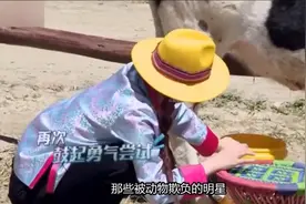 那些被动物欺负的明星：虞书欣被牛踹了一脚，赵丽颖被狗追了一路视频封面