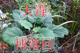 谁人不识“博落回”植物！全株有大毒莫识食，却是杀蛆虫好帮手