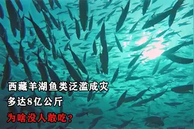 西藏羊湖鱼类泛滥成灾，多达8亿公斤，为啥没人敢吃？视频封面