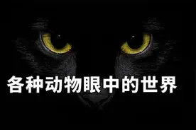 动物眼中奇特的世界，超出你的想象！视频封面