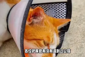 公猫绝育后仍有骑射行为？原因揭秘视频封面