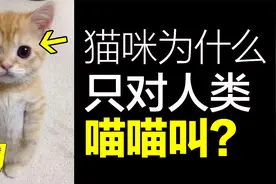 猫咪：正在拿捏人类？为什么只对人类喵喵叫？发现了猫咪的真相