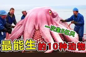 世界上“繁殖能力最强”的10种动物，第一名每次可生5亿只视频封面