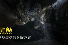 罕见的黑熊冬眠实录视频封面