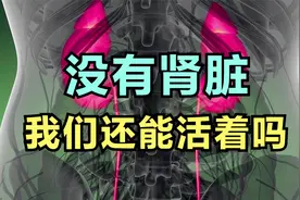 没有肾脏你还能活着吗？