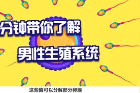 三分钟动画带你了解男人的秘密视频封面