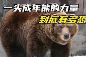 你认为一头成年的棕熊，力量到底有多大视频封面