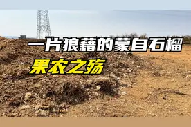 名存实亡的中国石榴之乡-蒙自，十四亿人养不活一块最好的石榴地视频封面