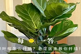 琴叶榕怎么扦插？老花医来教你扦插！视频封面