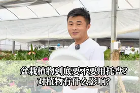 盆栽植物到底要不要用托盘？对植物有什么影响？视频封面