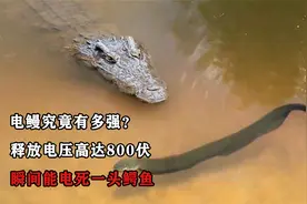 电鳗究竟有多强？释放电压高达800伏，瞬间能电死一头鳄鱼