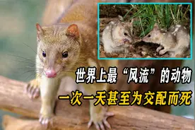 世界上最“风流”的动物，一次交配时长可达一天，甚至为交配而死视频封面