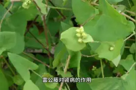 雷公藤对肾病的作用视频封面