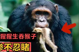 黑猩猩单手暴摔猴子，手撕将它骨头掰断，整个场面惨不忍睹视频封面