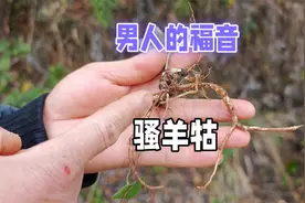 神奇草药骚羊牯：杏叶防风的奥秘与用法，民间知道的都会用它泡酒视频封面
