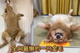 全网最懒的一只金毛，以摆烂的方式睡觉走红网络，被称为狗界睡神