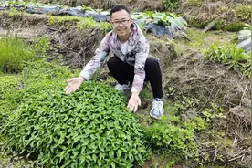 比辣椒还辣的辣蓼作用厉害了，这4大价值很少人知道，省钱又实用