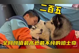 一只会说二百五的哈士奇，也是全网最不纯的二哈！视频封面