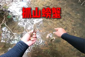 拿了不要钱的臭肠子，去深山里抓山螃蟹了，一放下就立马上货视频封面