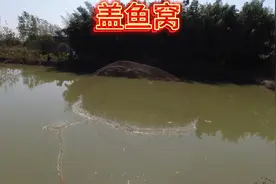 想吃鱼了怎么办，钓鱼窝上盖一网，一网吃不完