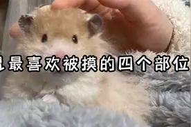 仓鼠最喜欢被摸的4个部位