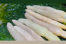 小斗赶海捡到几十根海玉米，礁石下还翻出大八爪，孩子有口福了