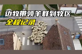航拍边牧驱赶羊群从家到牧区放牧的全过程！