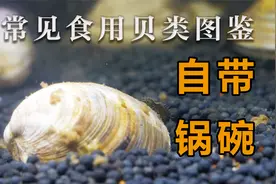 保护我的壳竟成了烹饪我的锅【常见食用贝类图鉴】视频封面