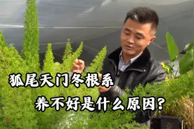 狐尾天门冬根系养不好是什么原因？视频封面