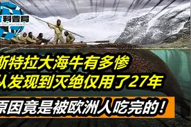 斯特拉大海牛有多惨？从发现到灭绝仅用27年，竟是被欧洲人吃完的视频封面
