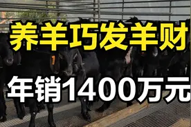 男子返乡创业养羊，一只羊能卖2000元，年销售额高达1400多万元视频封面