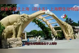 探索中国之上海（四十五）上海野生动物园视频封面