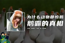 为什么动物都怕鹅 ？鹅霸的真相
