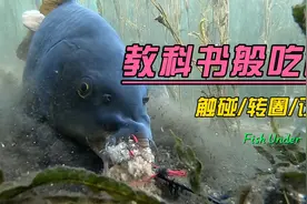 一次教科书般的大鲤鱼吃饵过程，水下超高清！水草区钓大鲤鱼！视频封面