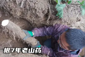 山里挖一根七年的野生山药，挖出来长达到1米5左右，实在太惊喜了视频封面